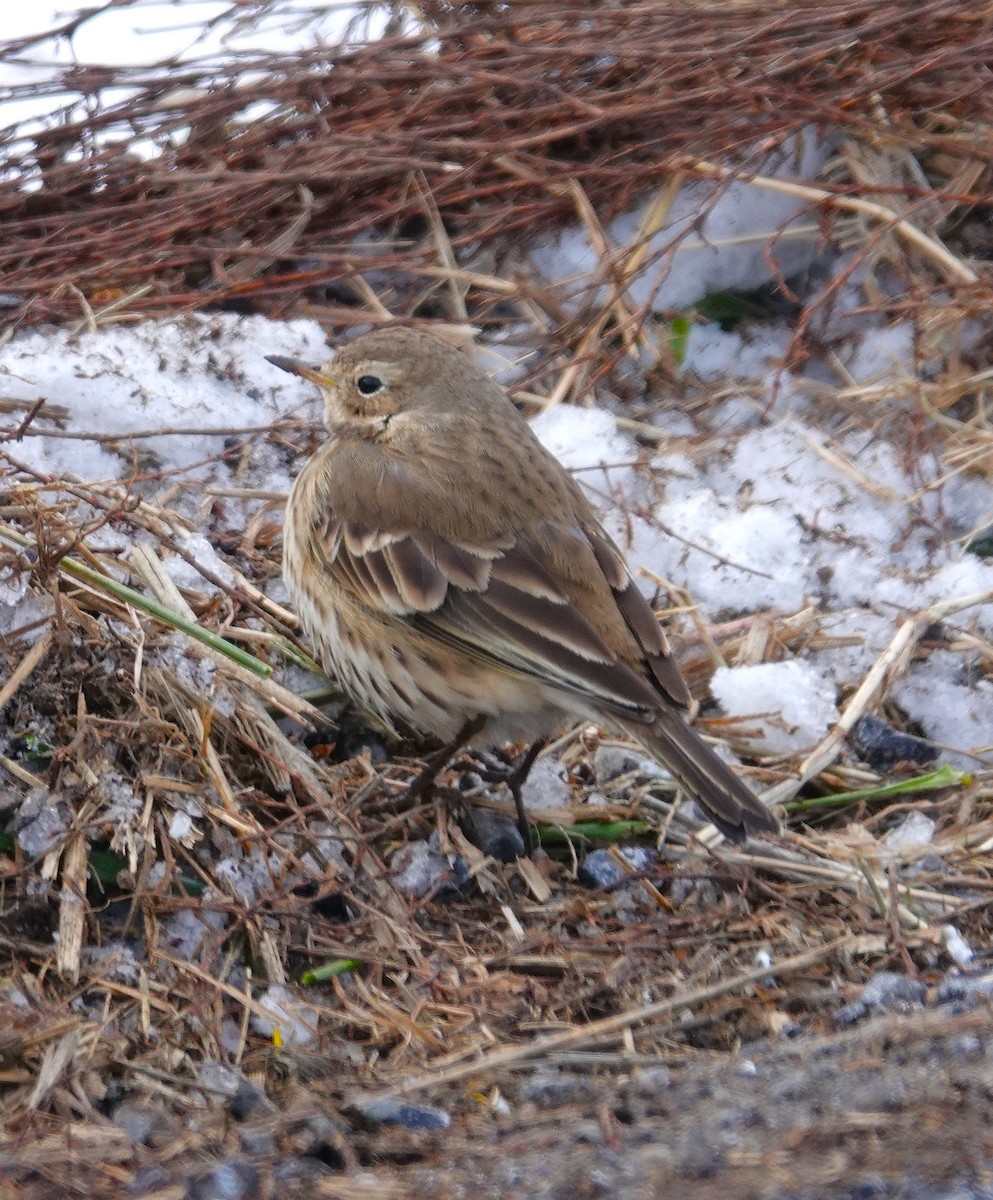 American Pipit - ML646991133