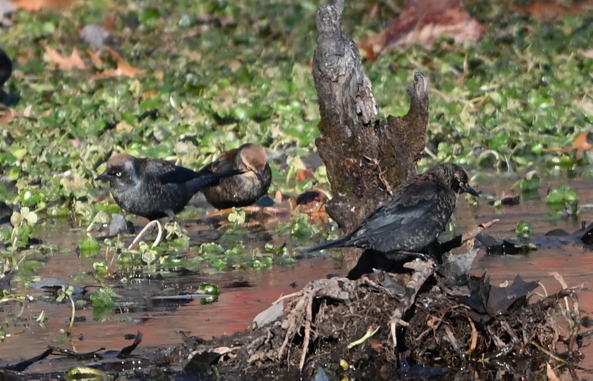 Ржавчатый трупиал - ML646991134