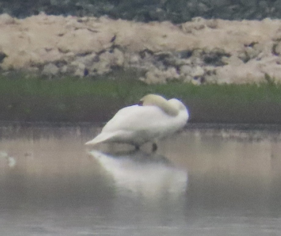 コブハクチョウ - ML646991136