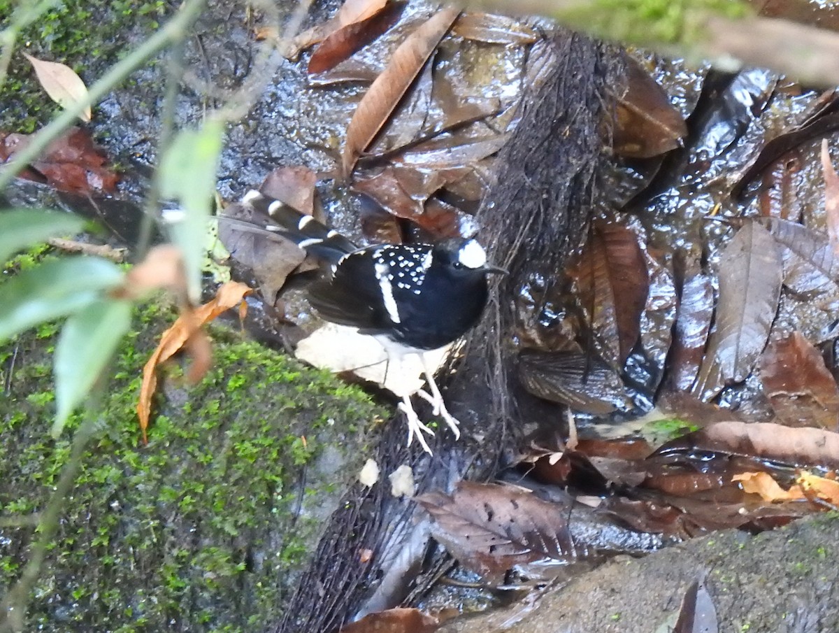 Spotted Forktail - ML646991137