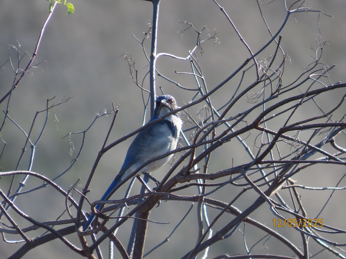 Geai buissonnier - ML646991138