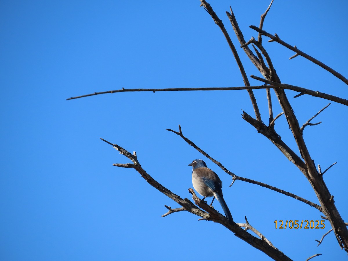 Geai buissonnier - ML646991139