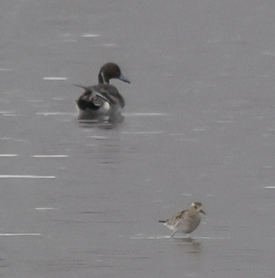 ברווז חד-זנב - ML646991140
