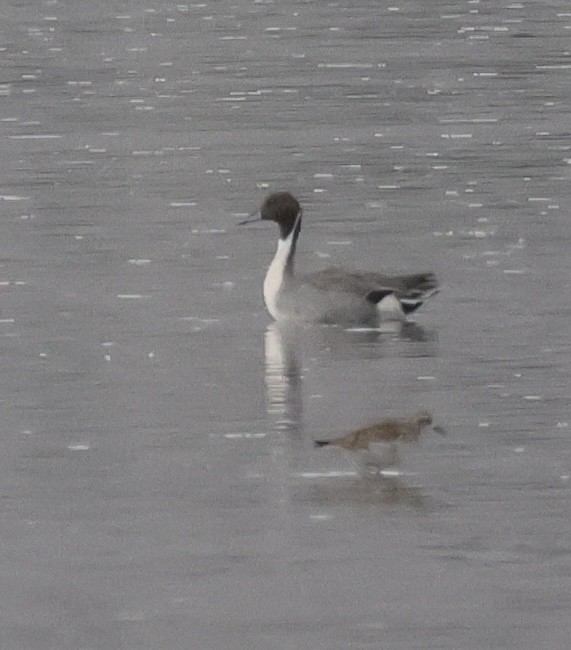 ברווז חד-זנב - ML646991141