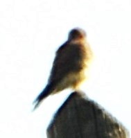 Merlin - ML646991143