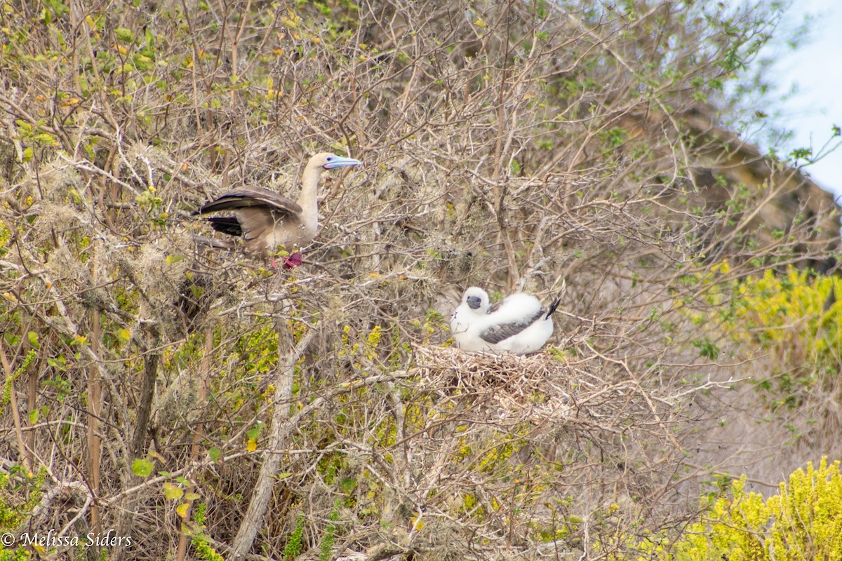 紅腳鰹鳥 - ML646991145