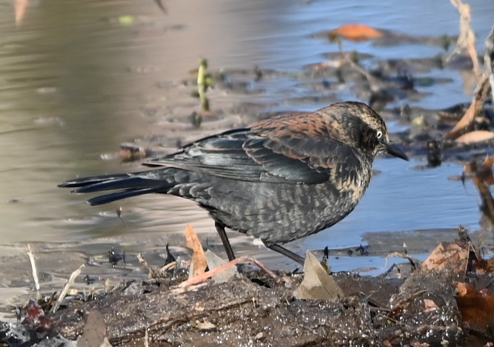 Ржавчатый трупиал - ML646991150