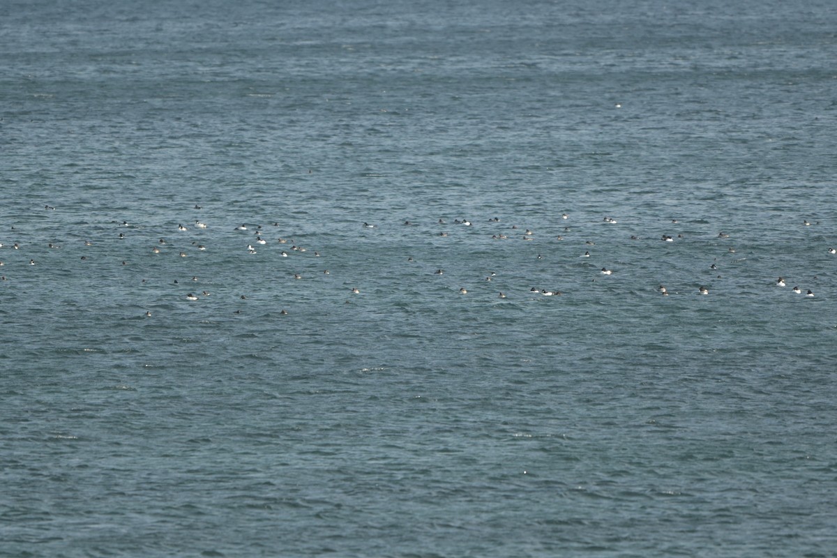 Common Goldeneye - ML646991152