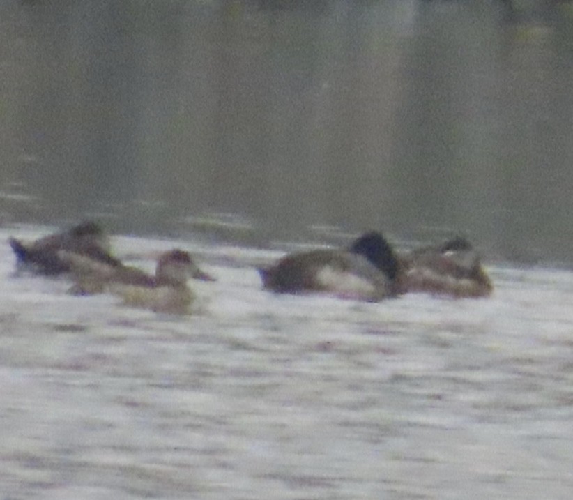 コスズガモ - ML646991153