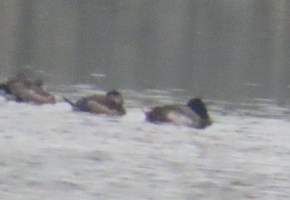 コスズガモ - ML646991154