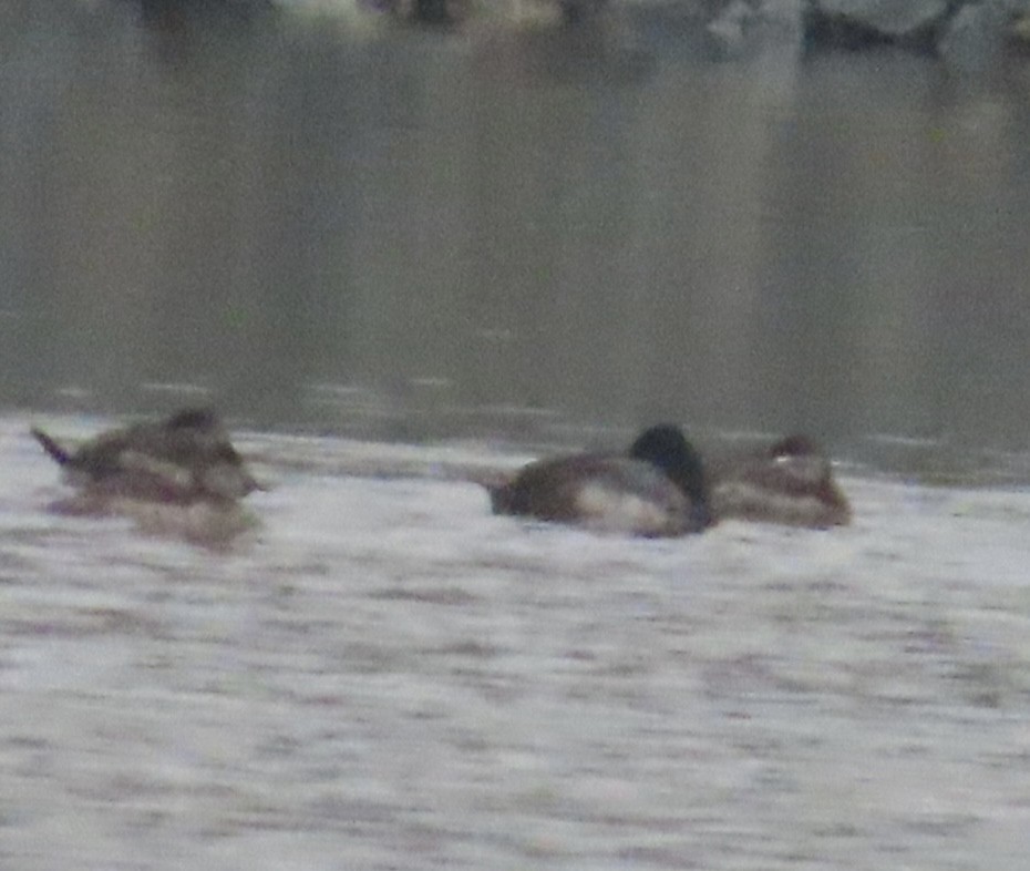 コスズガモ - ML646991155