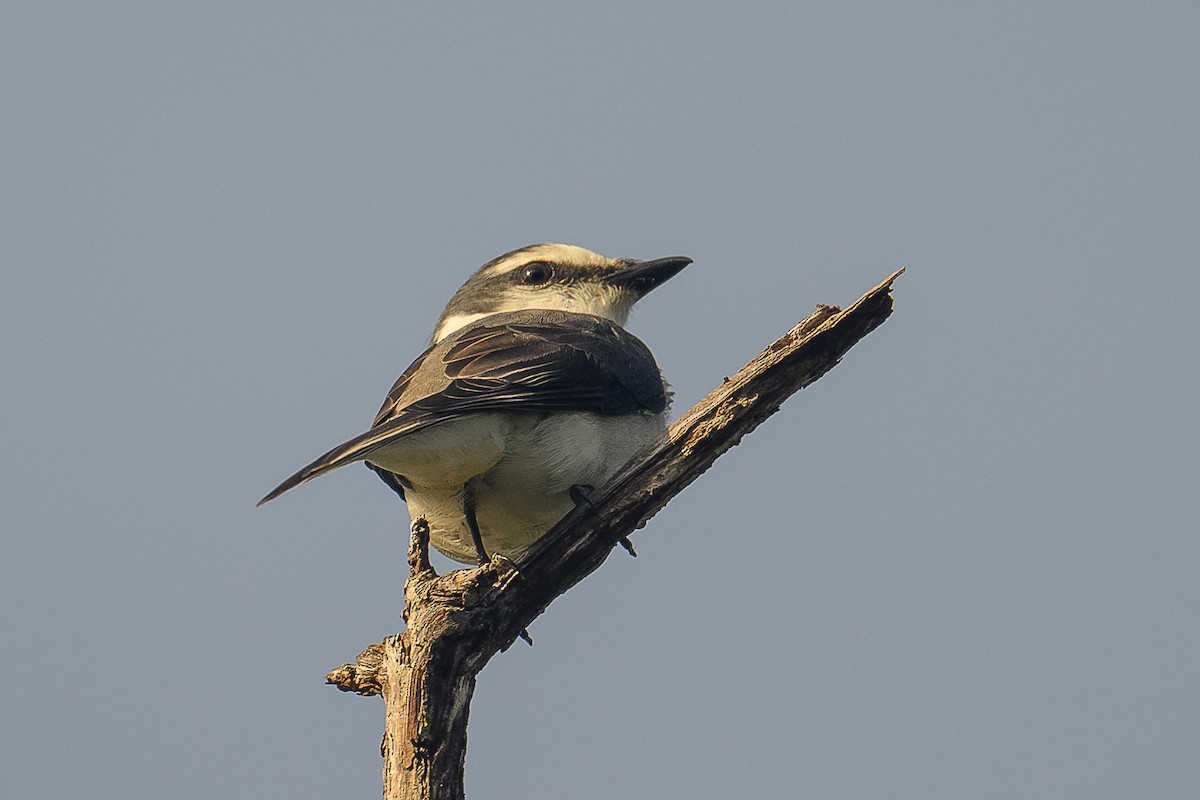 Fahlbürzel-Mennigvogel - ML646991164