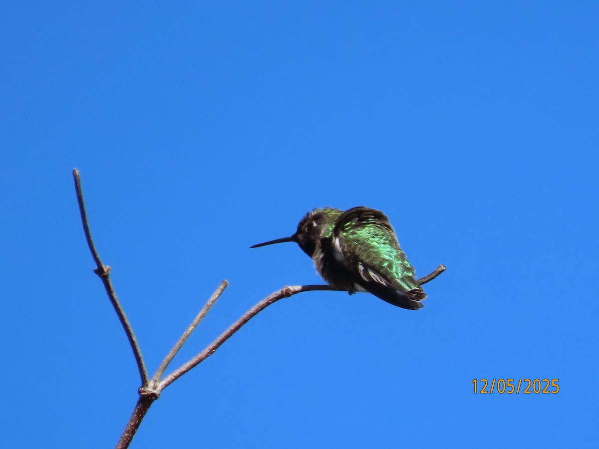Anna's Hummingbird - ML646991166