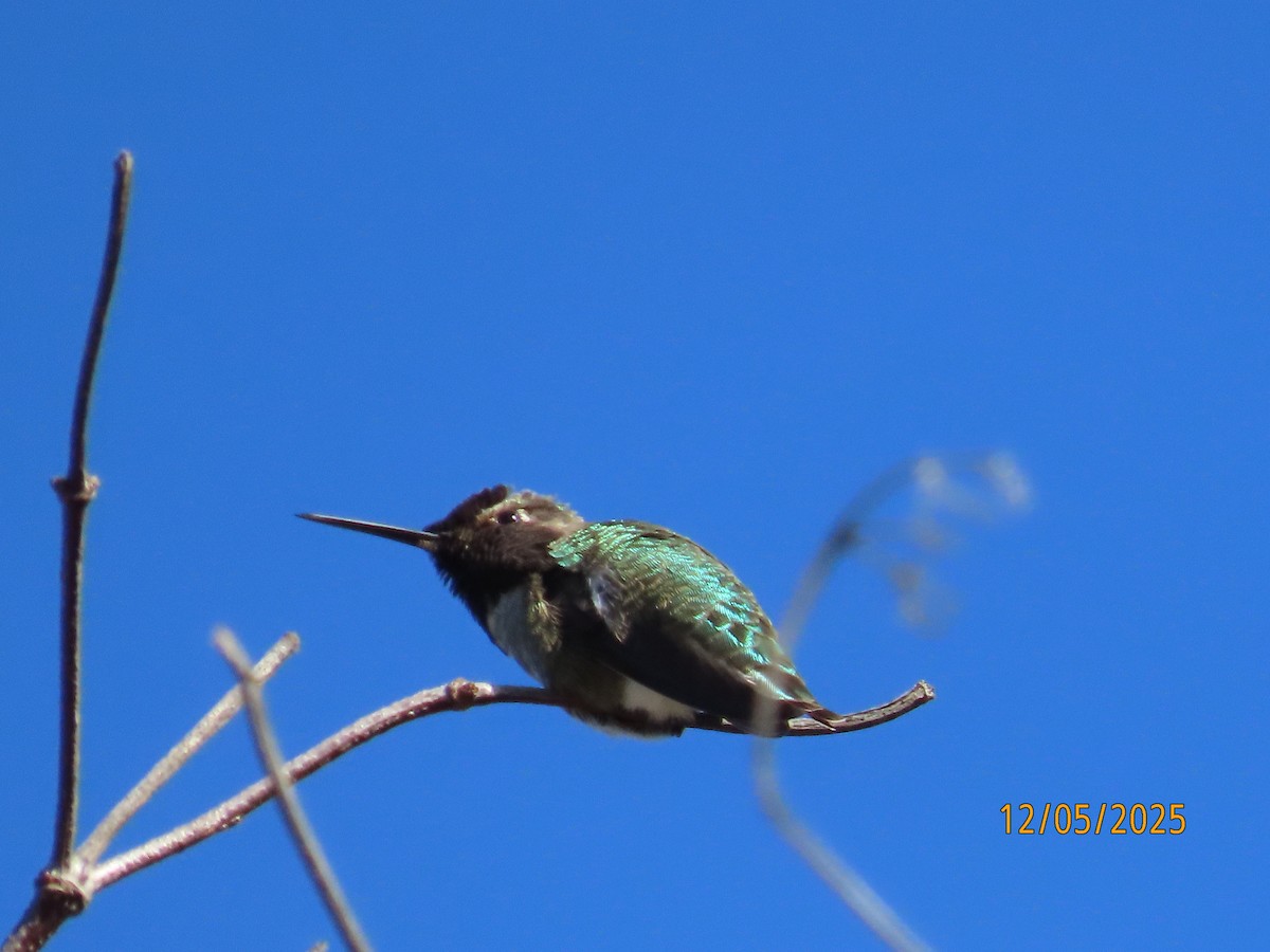 Anna's Hummingbird - ML646991167