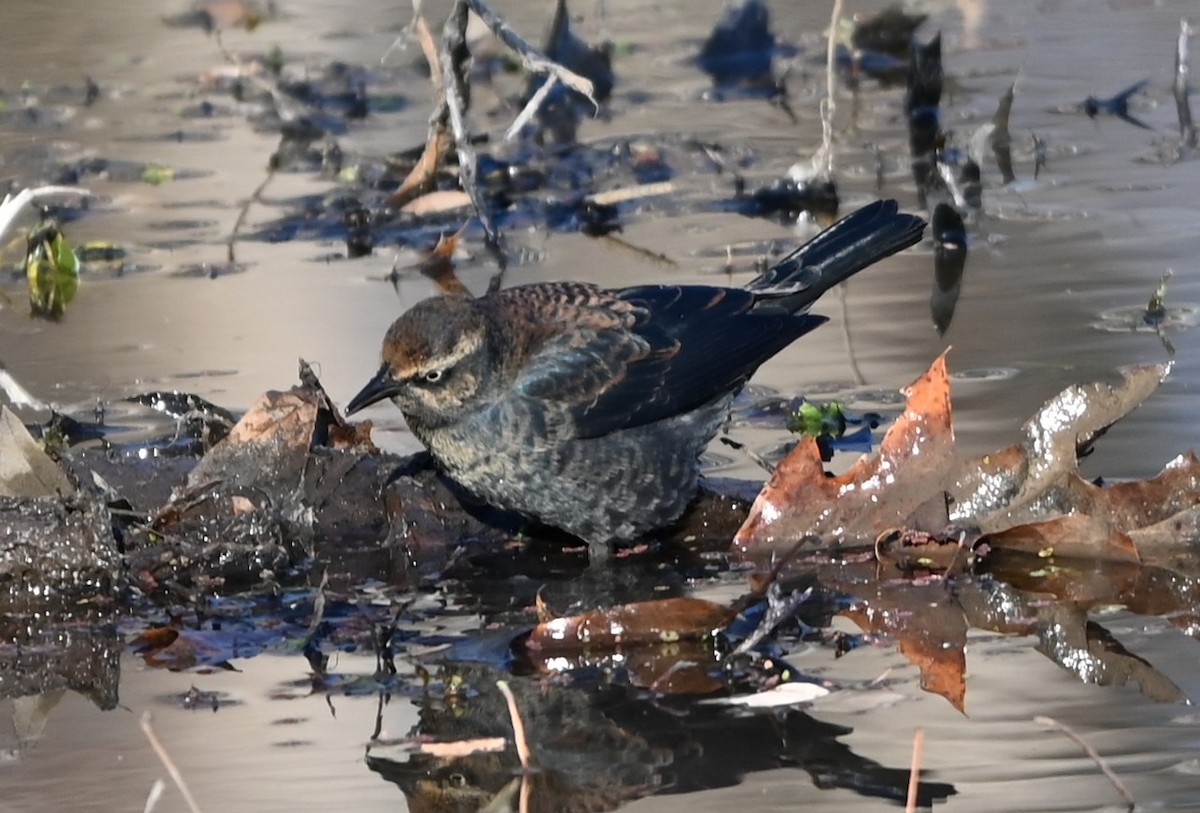 Ржавчатый трупиал - ML646991168