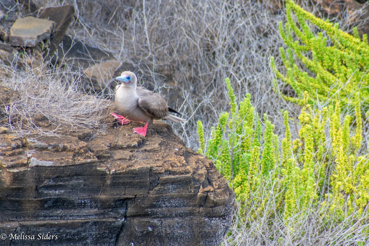 紅腳鰹鳥 - ML646991169