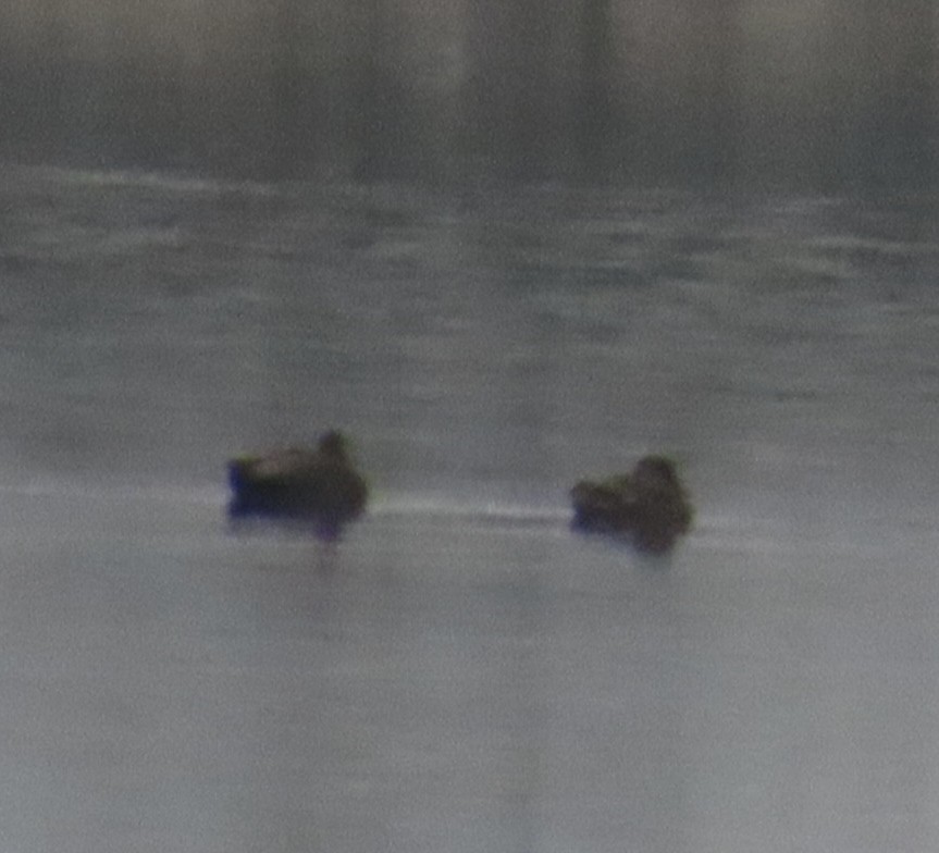 オカヨシガモ - ML646991170