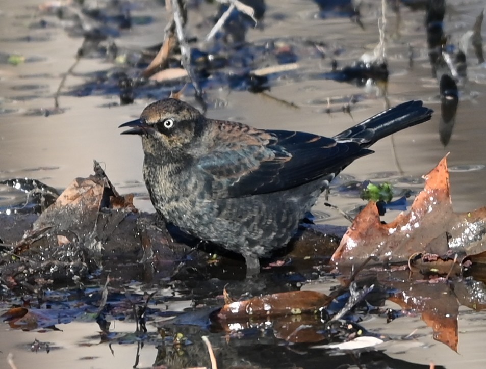 Ржавчатый трупиал - ML646991173