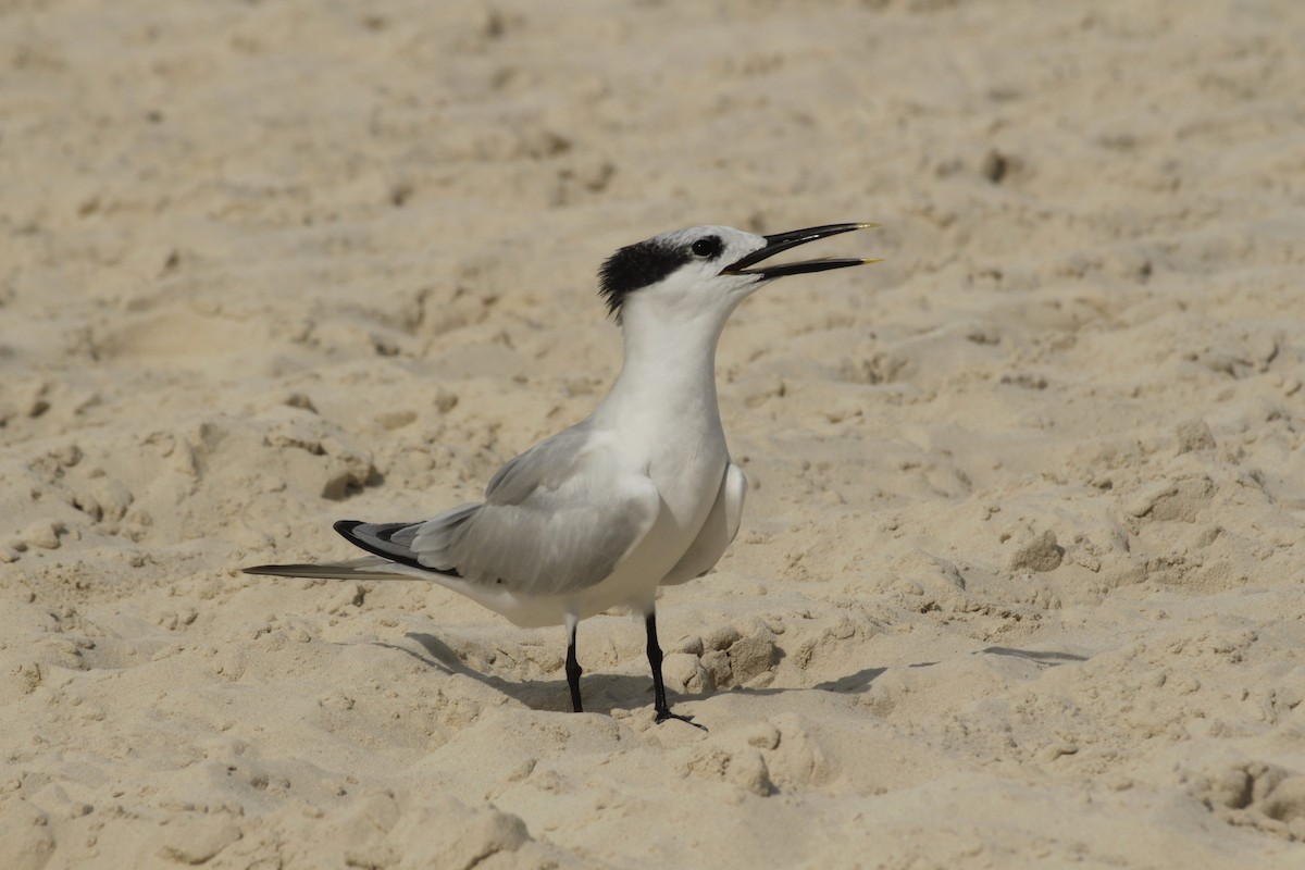 Brandseeschwalbe - ML646991176