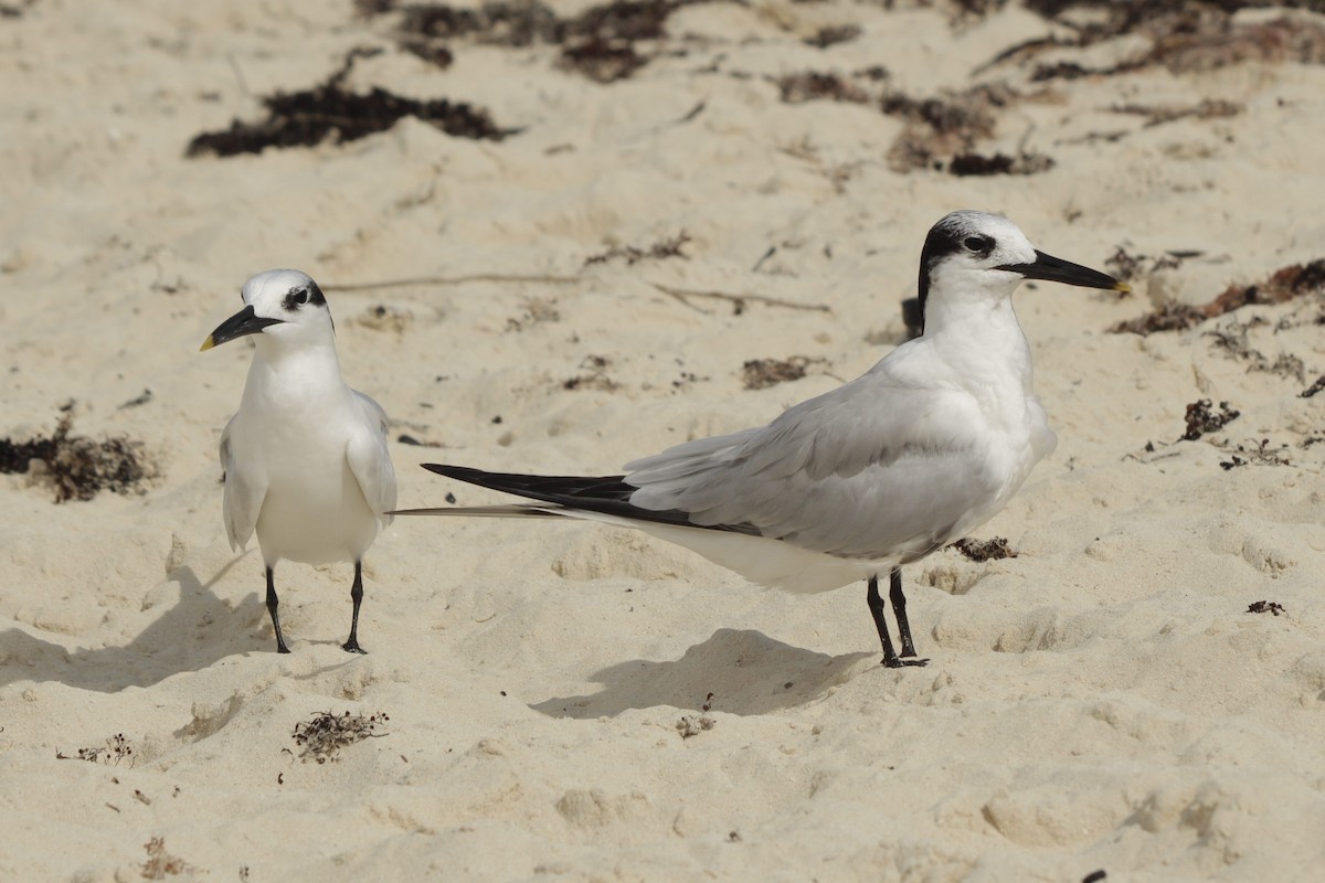 Brandseeschwalbe - ML646991177