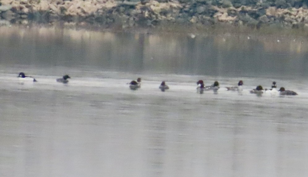 ホオジロガモ - ML646991178