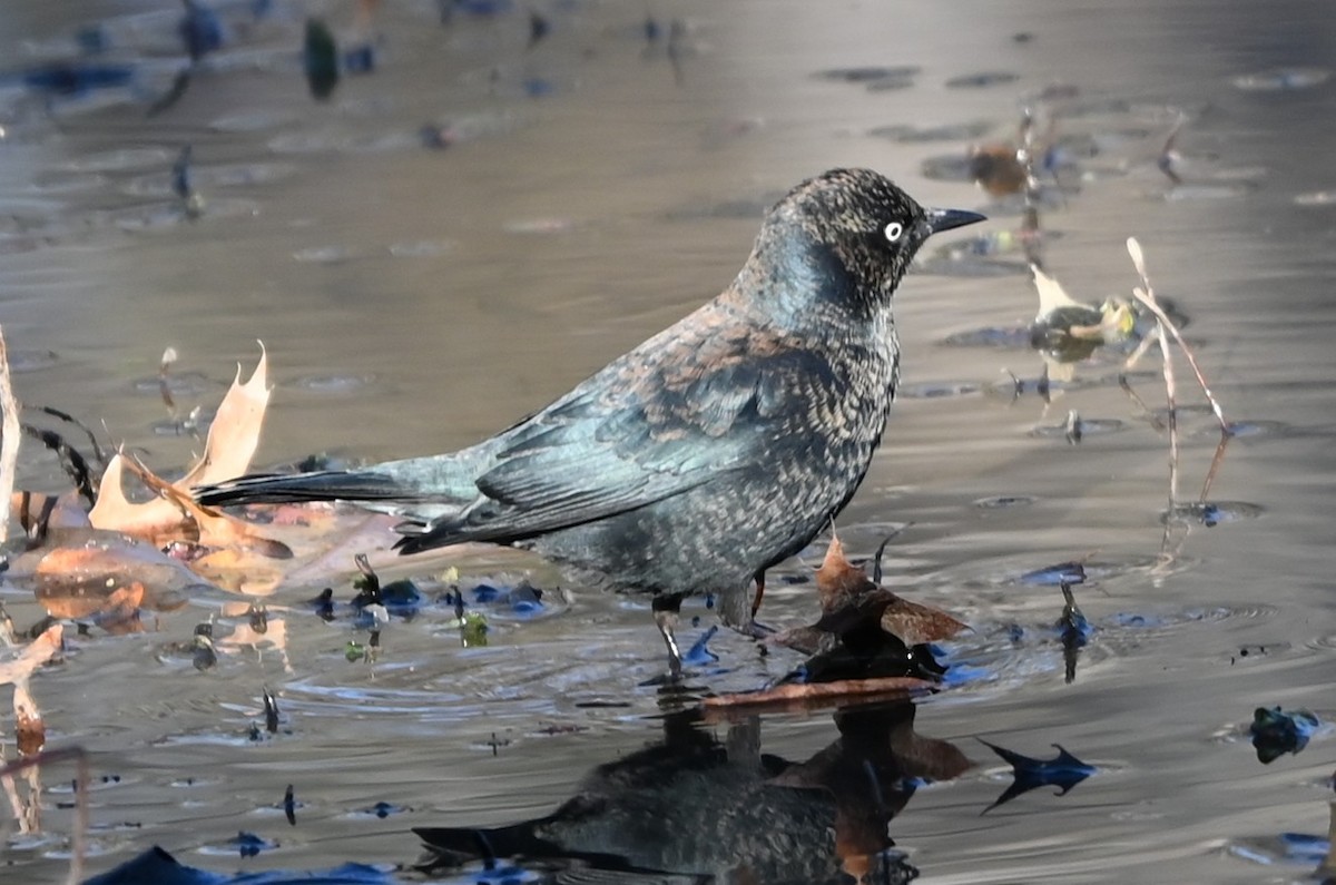 Ржавчатый трупиал - ML646991181