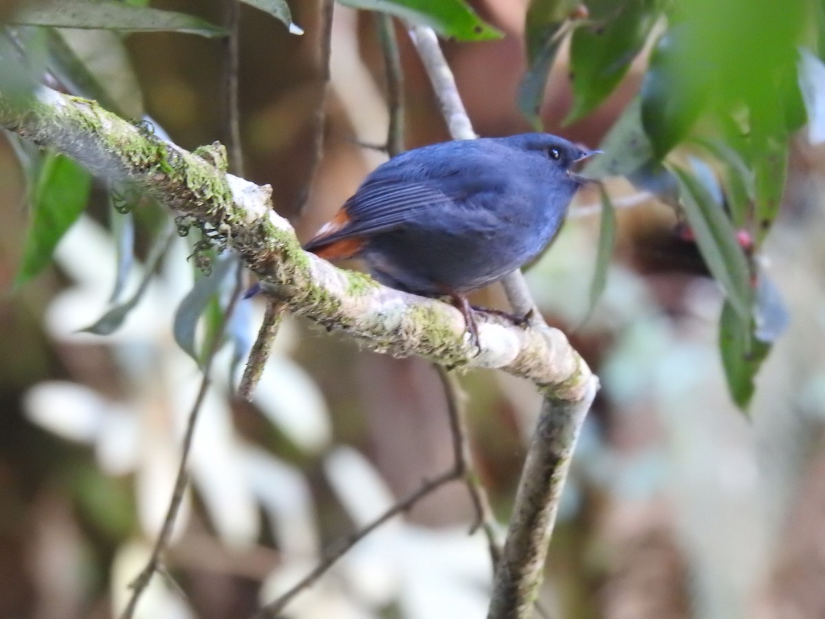Plumbeous Redstart - ML646991187
