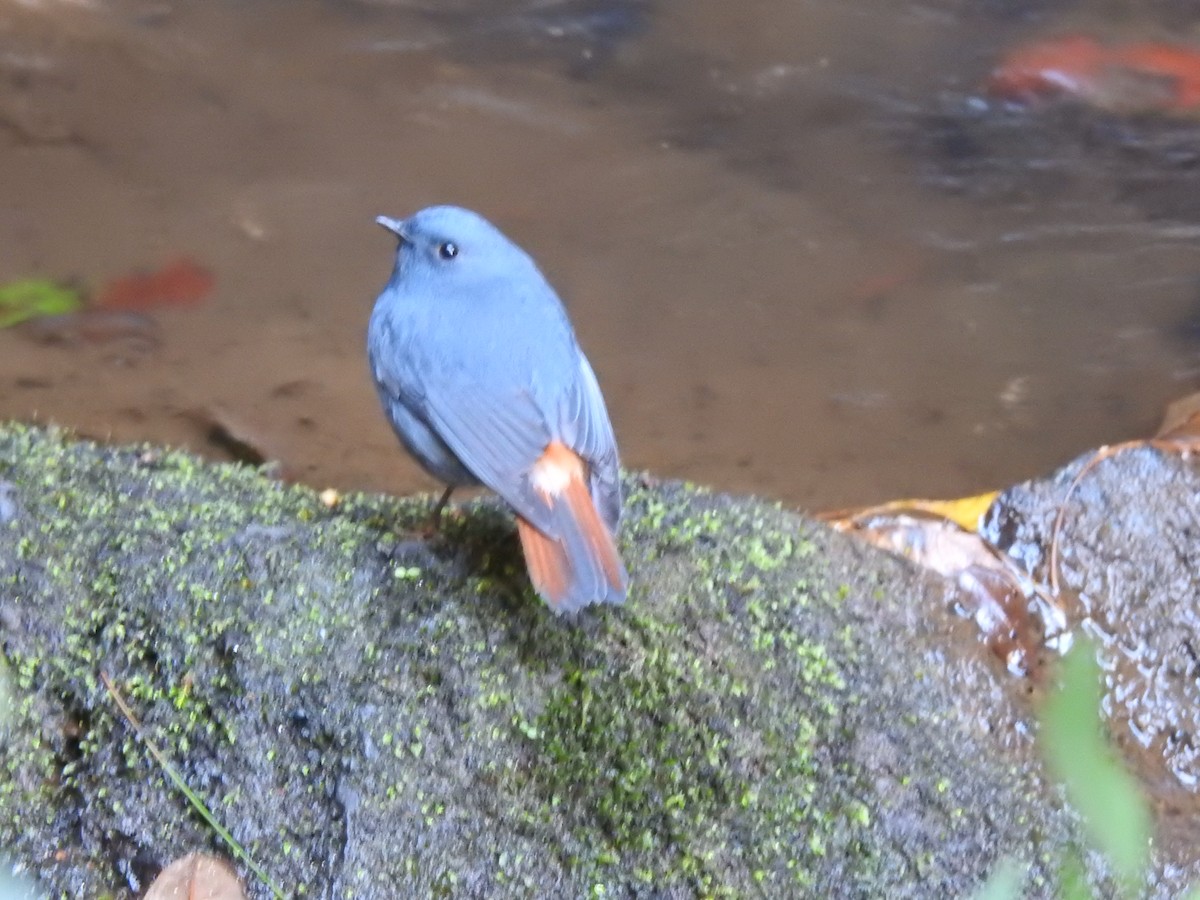 Plumbeous Redstart - ML646991188