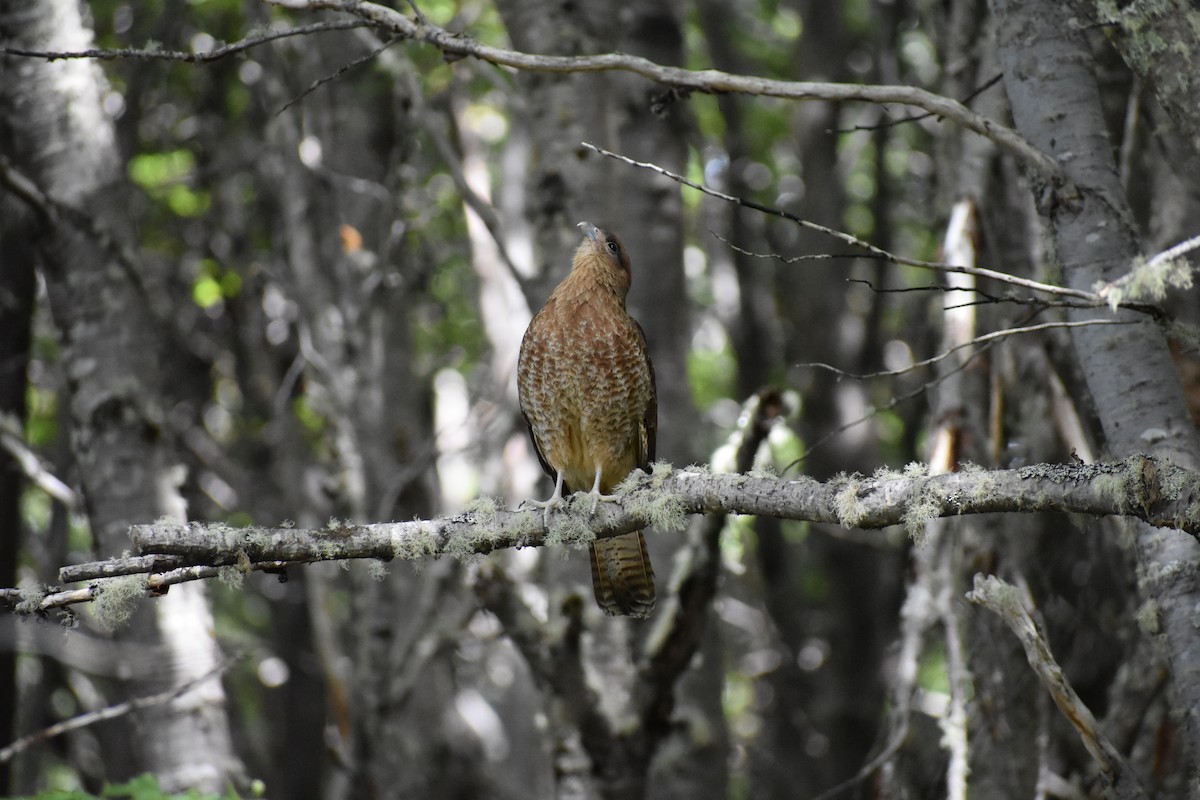 Chimango Caracara - ML646991193