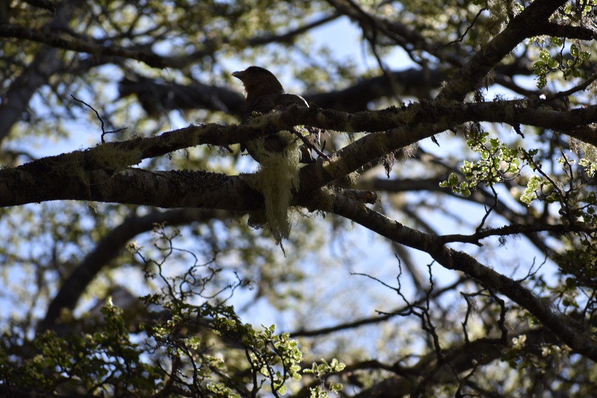 Chimango Caracara - ML646991194