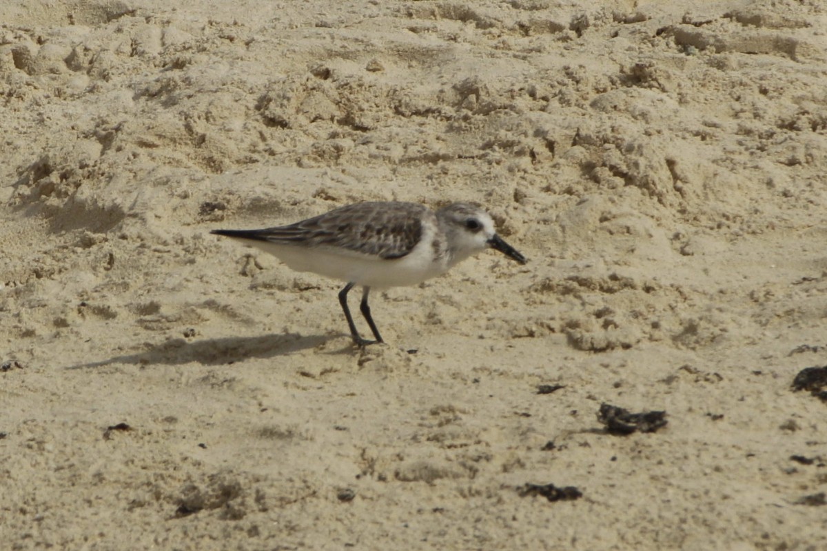 Sanderling - ML646991205