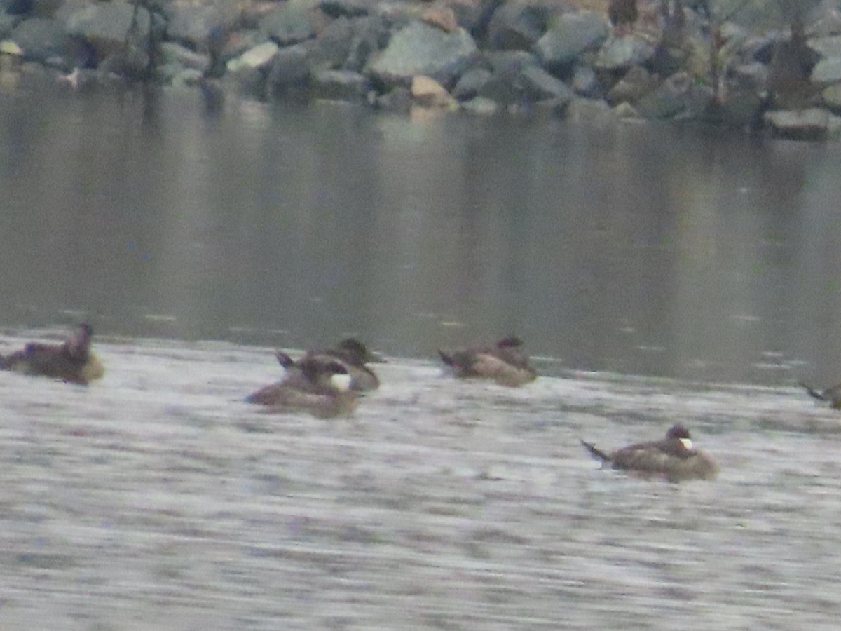 アカオタテガモ - ML646991207