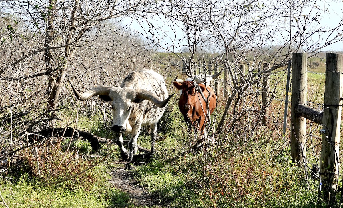 Ganado vacuno - ML646991208