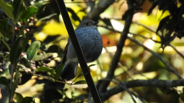 Plumbeous Redstart - ML646991209