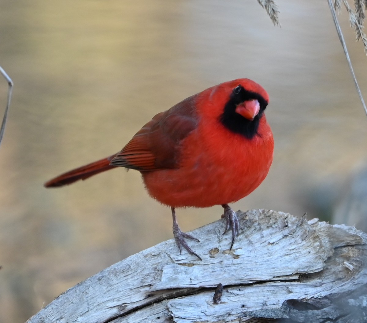 kardinál červený - ML646991210