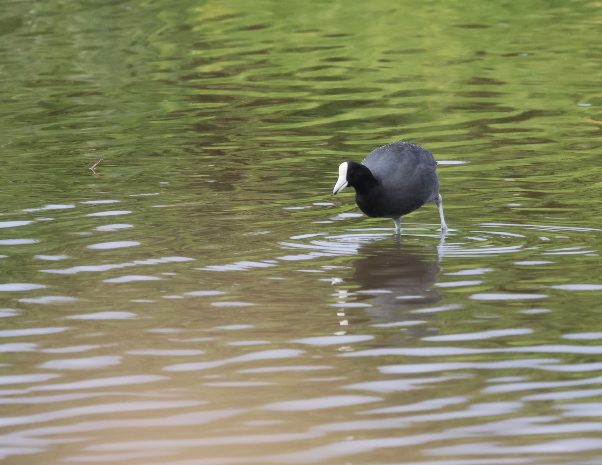 Hawaiian Coot - ML646991215