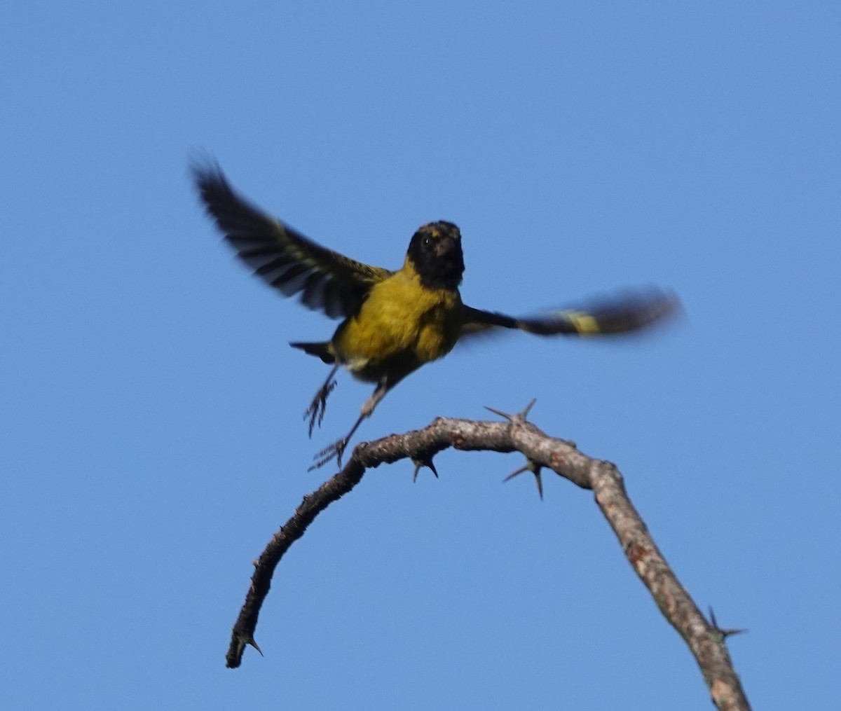 Hooded Siskin - ML646991217