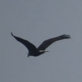 ハクトウワシ - ML646991218