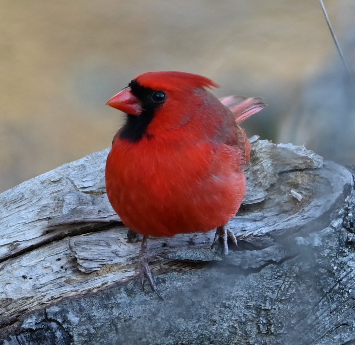 kardinál červený - ML646991220