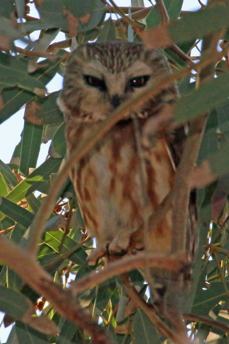 アメリカキンメフクロウ - ML646991222