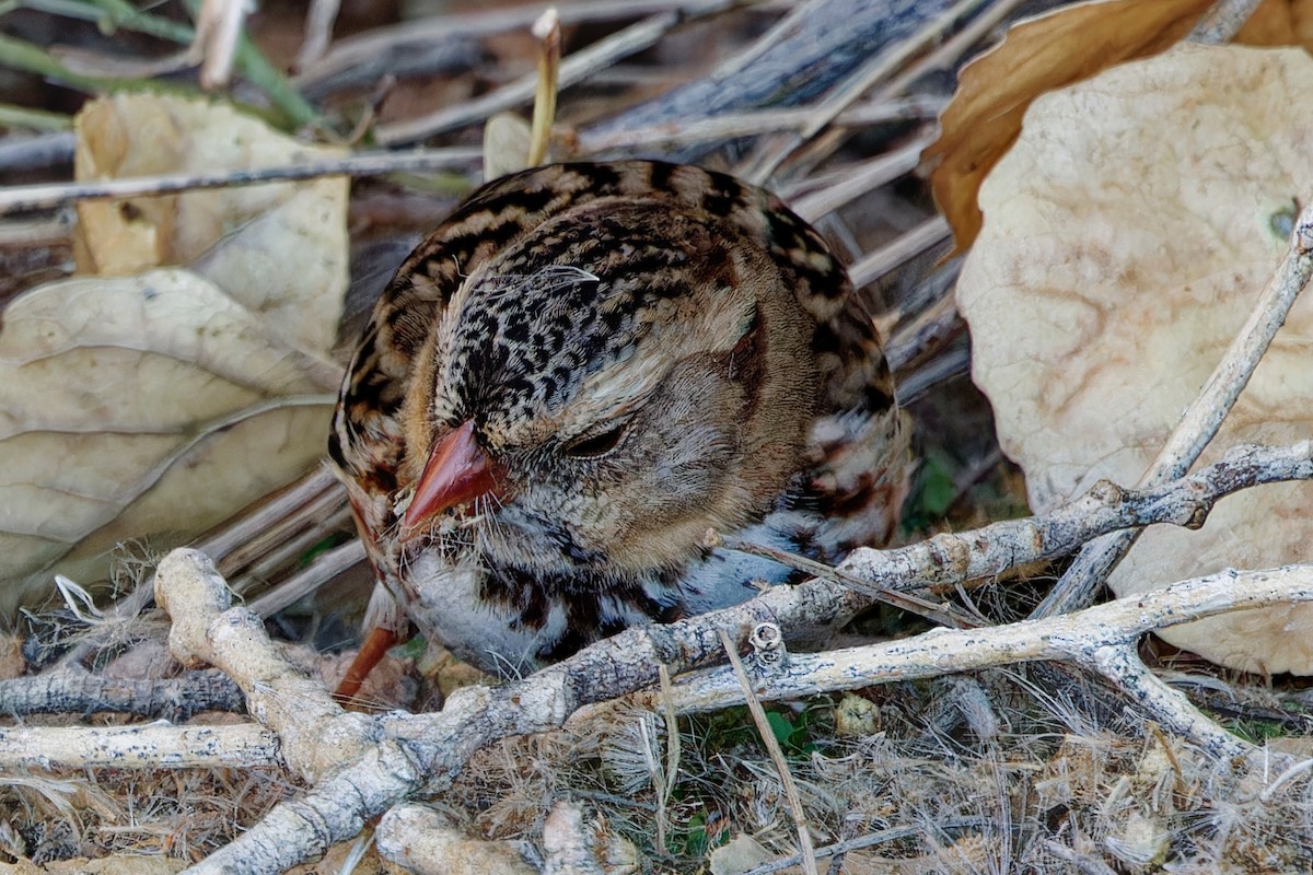 Harris's Sparrow - ML646991224