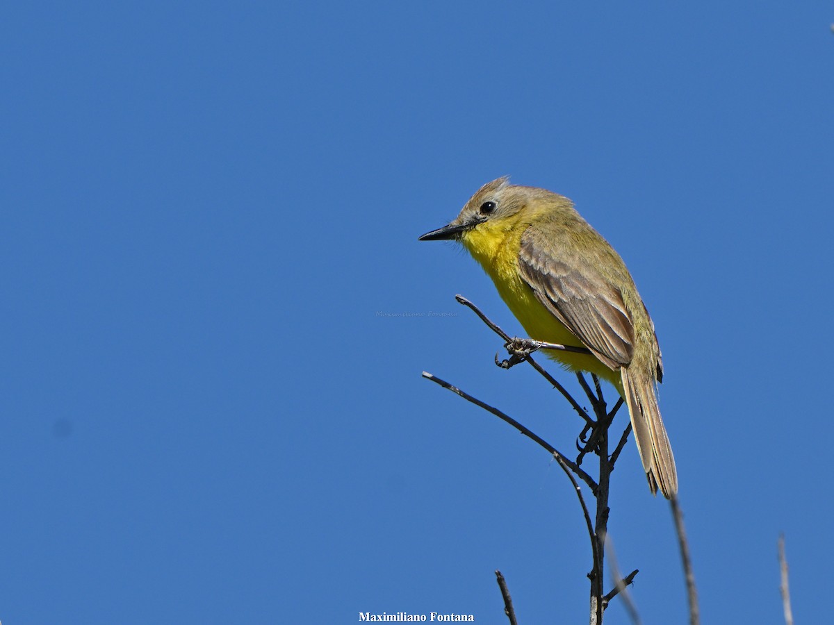 Dinelli's Doradito - ML646991225