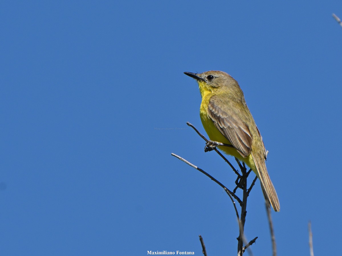 Dinelli's Doradito - ML646991226