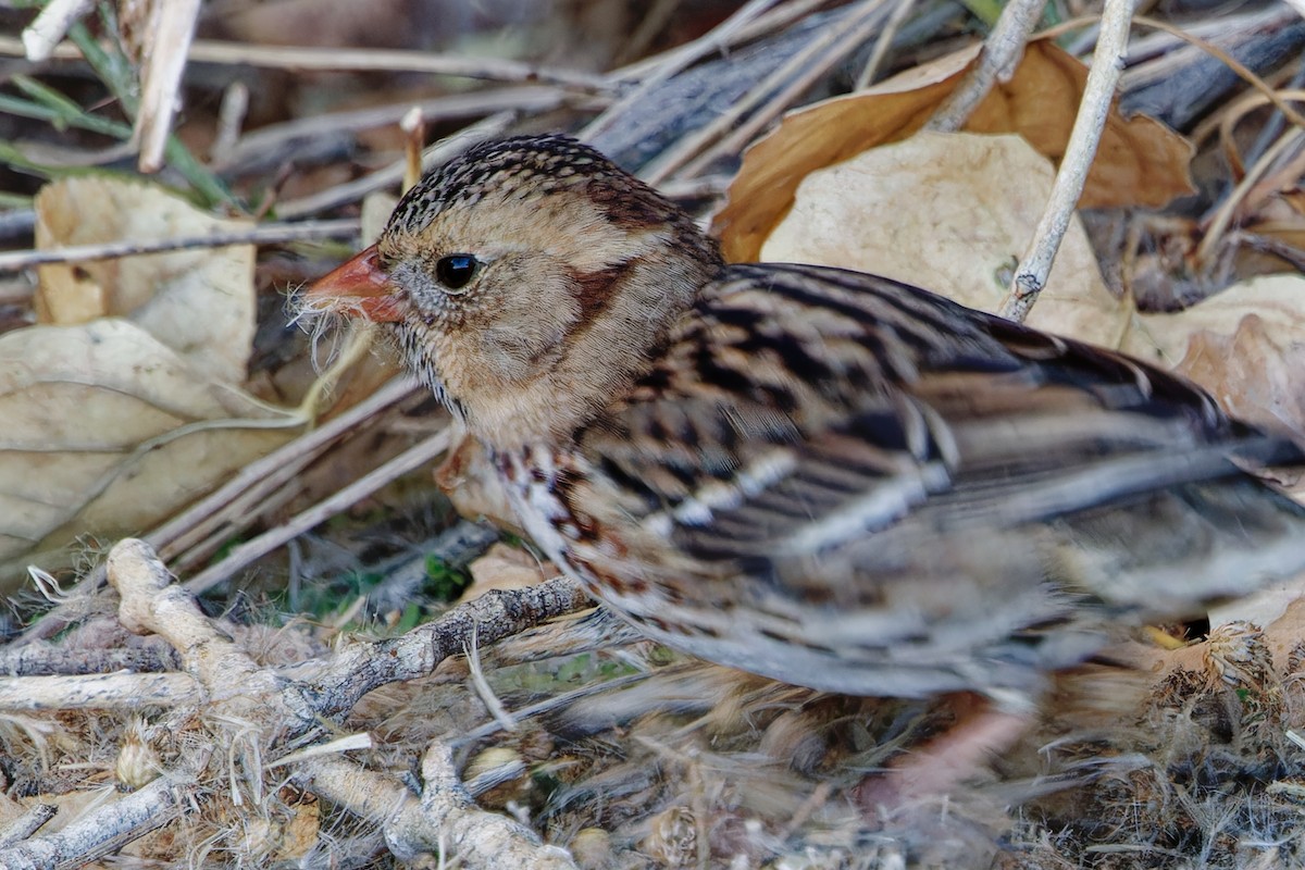 Harris's Sparrow - ML646991227