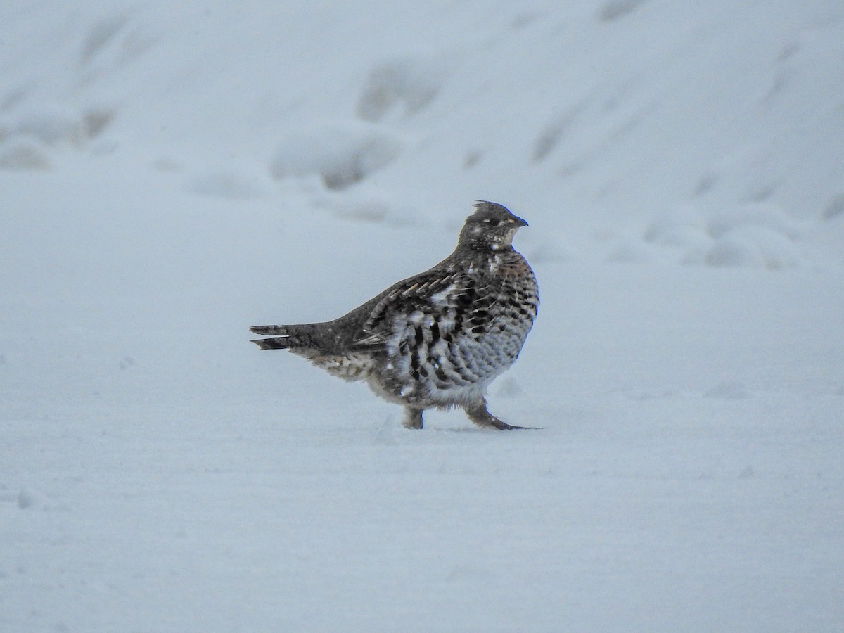 Ruffed Grouse - ML646991229