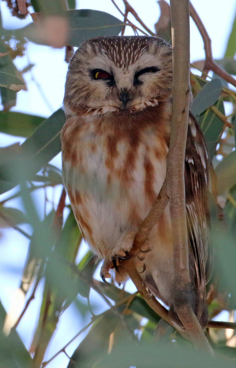 アメリカキンメフクロウ - ML646991230