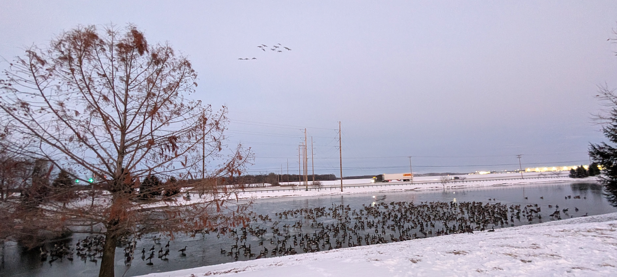 Canada Goose - ML646991233