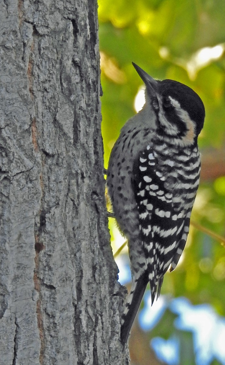 シマアカゲラ - ML646991241