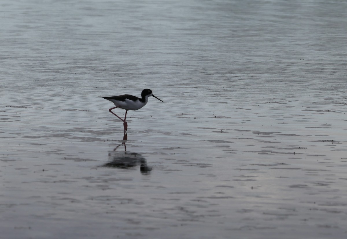 Black-necked Stilt (Hawaiian) - ML646991242