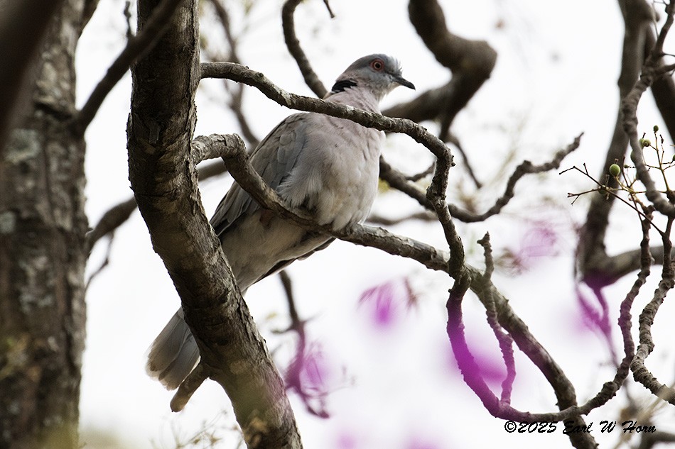 Горлиця суданська - ML646991244